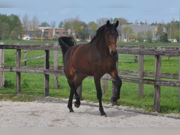 KWPN Wałach 3 lat 172 cm Gniada in Groot-Ammers