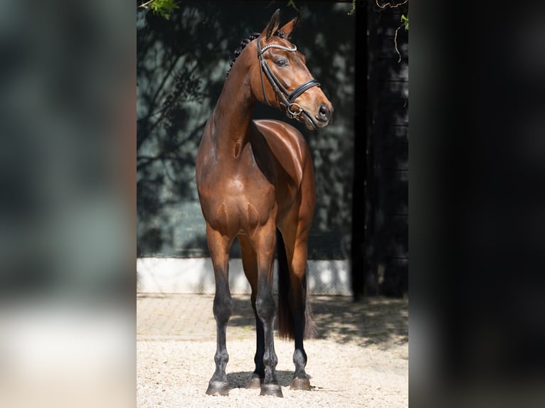 KWPN Wałach 3 lat 172 cm Gniada in Groot-Ammers