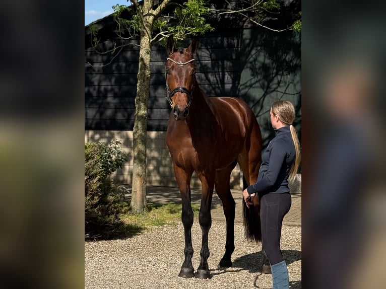 KWPN Wałach 3 lat 172 cm Gniada in Groot-Ammers
