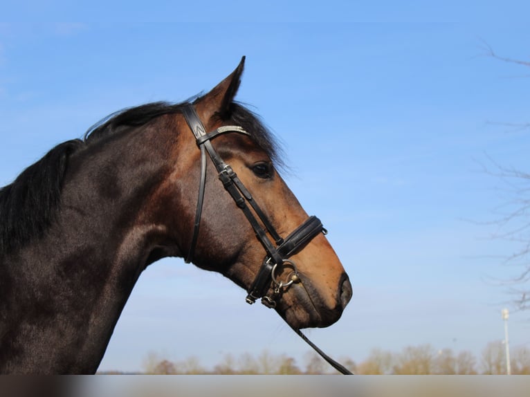 KWPN Wałach 3 lat 172 cm Gniada in Randwijk