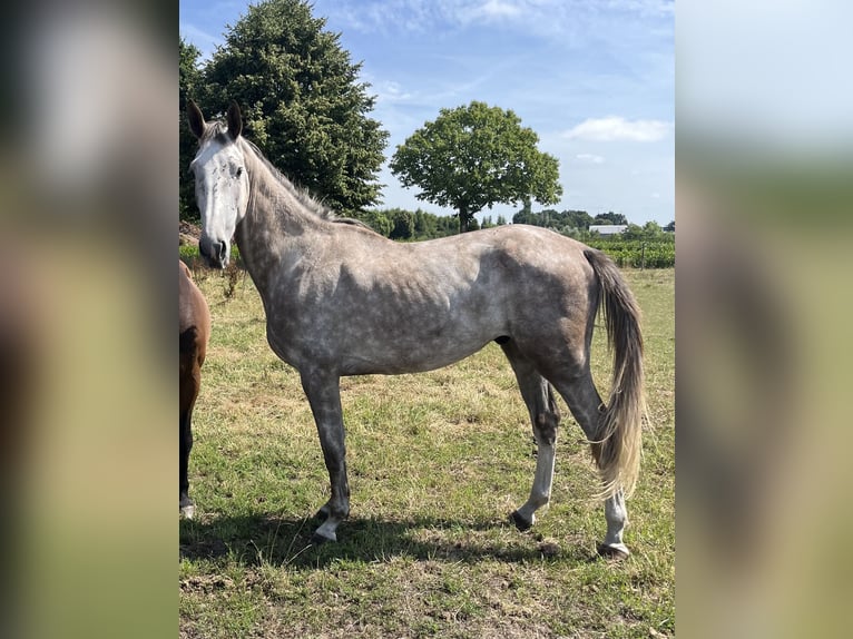 KWPN Wałach 3 lat 172 cm Siwa in Gouda