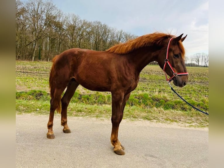 KWPN Wałach 3 lat 173 cm Ciemnokasztanowata in Hoge Hexel