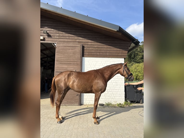 KWPN Wałach 3 lat 174 cm Kasztanowata in Leichlingen