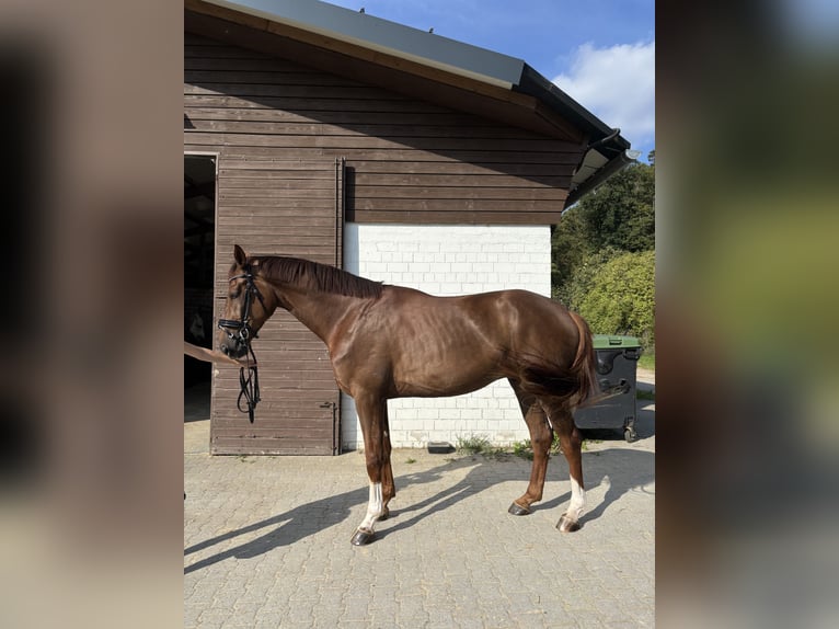 KWPN Wałach 3 lat 174 cm Kasztanowata in Leichlingen