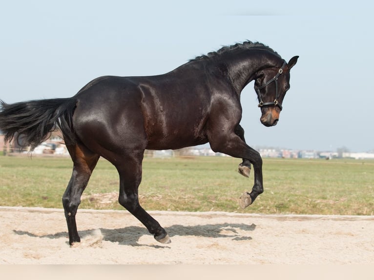 KWPN Wałach 3 lat 175 cm Ciemnogniada in Driebruggen