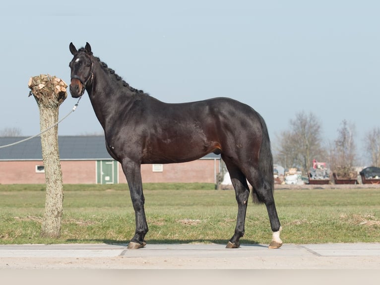 KWPN Wałach 3 lat 175 cm Ciemnogniada in Driebruggen
