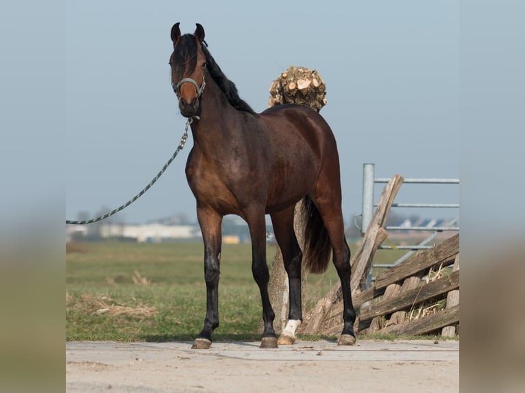 KWPN Wałach 3 lat 175 cm Ciemnogniada in Driebruggen