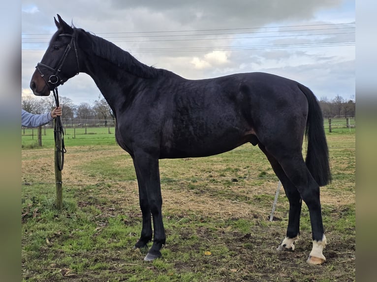 KWPN Wałach 3 lat 175 cm Skarogniada in Wachtendonk