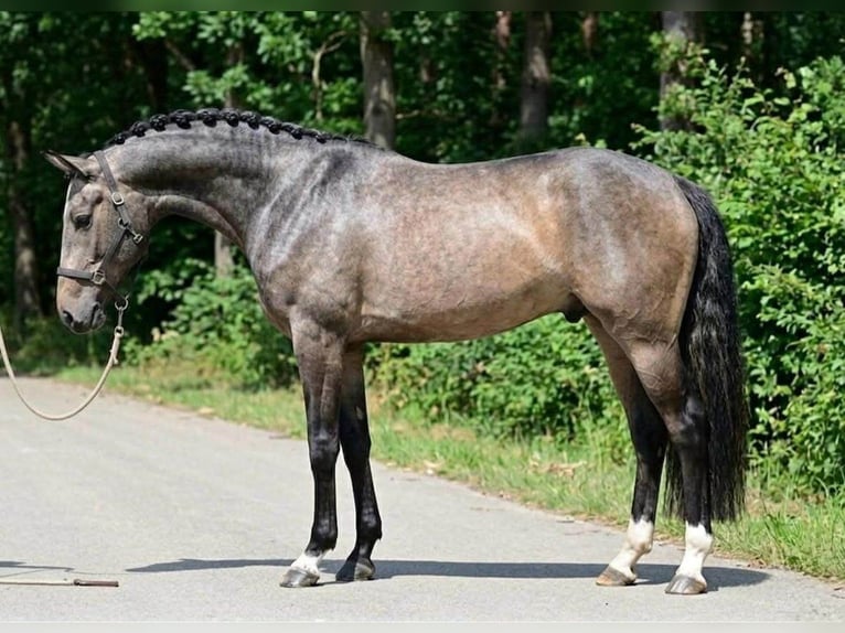 KWPN Wałach 3 lat  in Lendava
