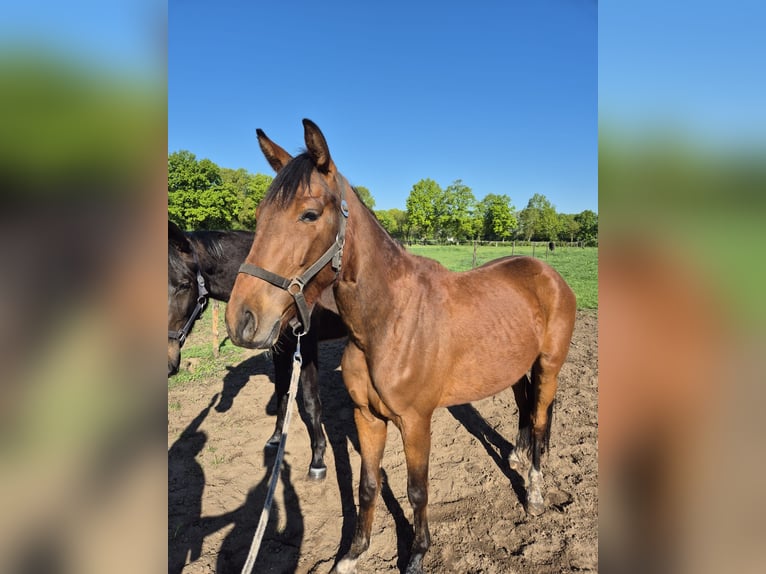 KWPN Wałach 4 lat 160 cm Gniada in Asten