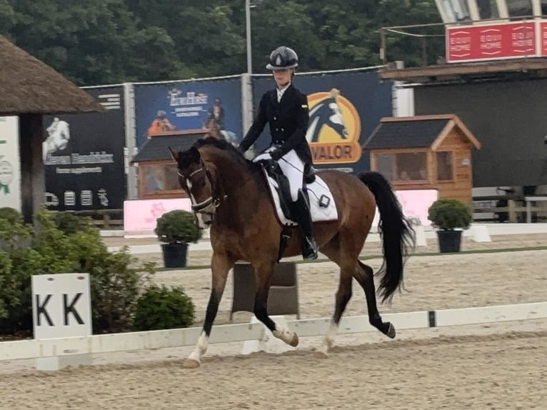 KWPN Wałach 4 lat 160 cm Gniada in Lier