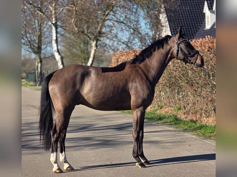 KWPN Wałach 4 lat 160 cm Kara in Someren