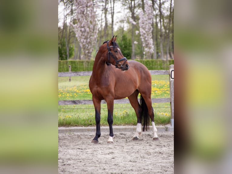 KWPN Wałach 4 lat 163 cm Gniada in Putten