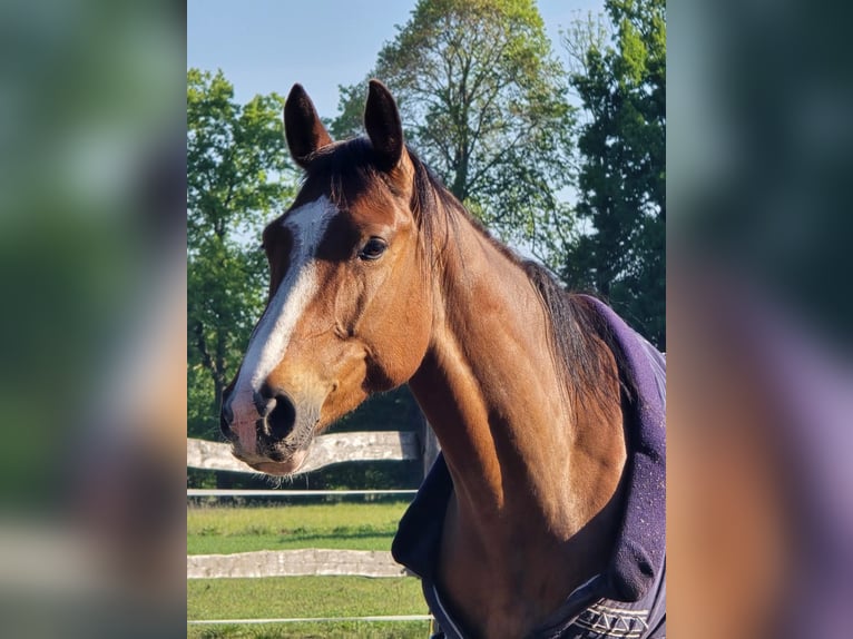 KWPN Wałach 4 lat 164 cm Gniada in Nowa R&#xF3;&#x17C;a