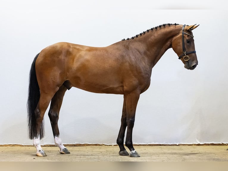 KWPN Wałach 4 lat 165 cm Gniada in Waddinxveen