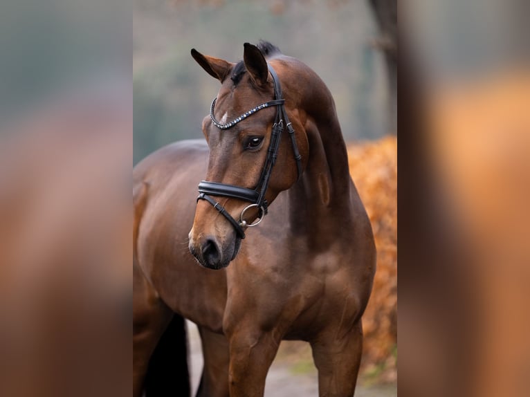 KWPN Wałach 4 lat 165 cm Gniada in Gieten