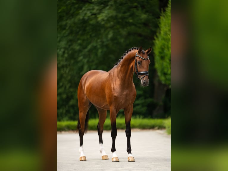 KWPN Wałach 4 lat 165 cm Gniada in Mol