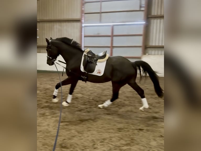 KWPN Wałach 4 lat 165 cm Kara in Wales
