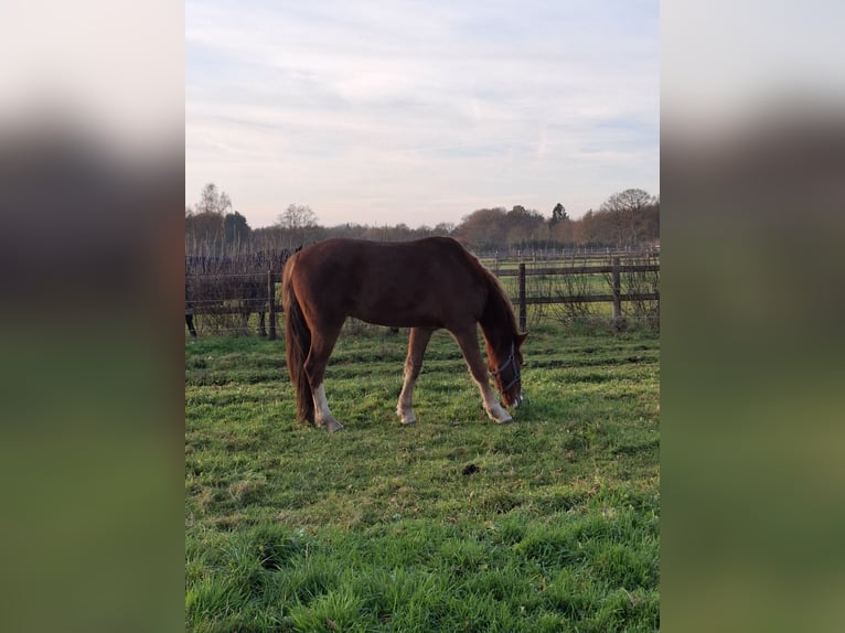 KWPN Wałach 4 lat 165 cm Kasztanowata in Epe