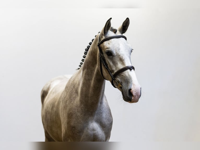 KWPN Wałach 4 lat 165 cm Siwa in Waddinxveen