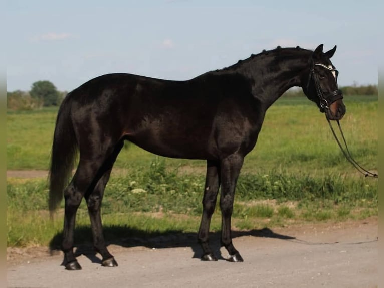 KWPN Wałach 4 lat 165 cm Skarogniada in Gramatneusiedl