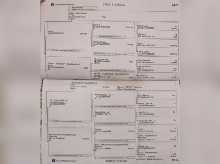 KWPN Wałach 4 lat 165 cm Skarogniada in Gramatneusiedl