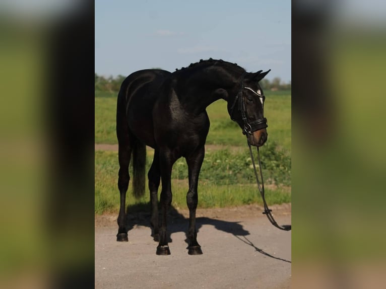 KWPN Wałach 4 lat 165 cm Skarogniada in Gramatneusiedl