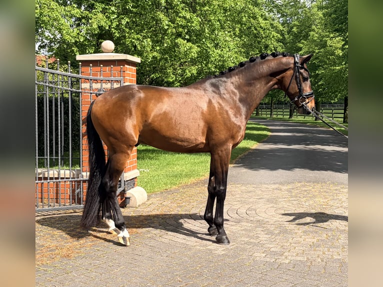 KWPN Wałach 4 lat 166 cm Gniada in Ochtrup