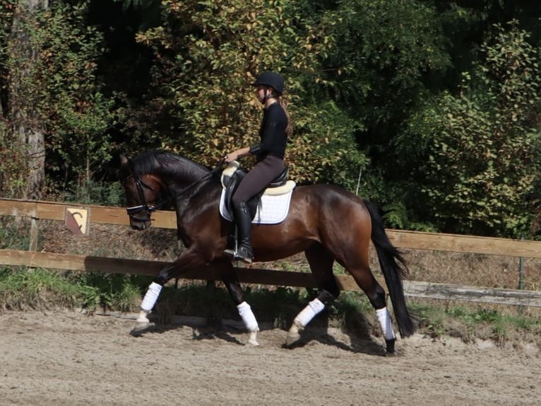 KWPN Wałach 4 lat 166 cm Gniada in Soest
