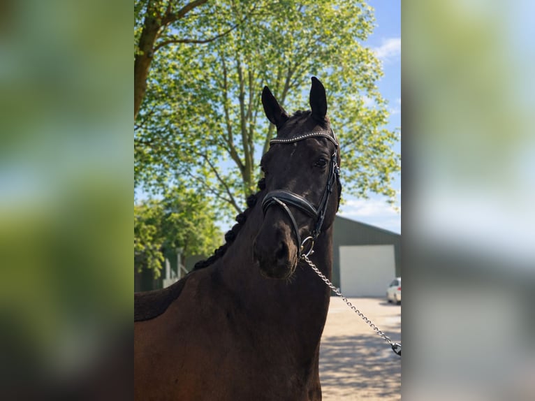 KWPN Wałach 4 lat 166 cm Kara in Bergen aan Zee