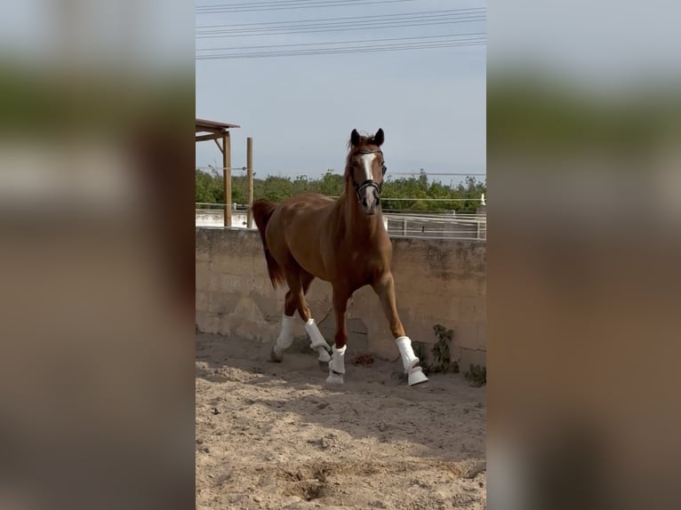 KWPN Mix Wałach 4 lat 166 cm Kasztanowata in Els Poblets