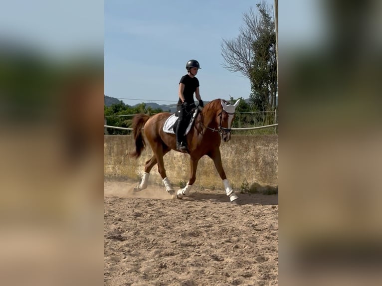 KWPN Mix Wałach 4 lat 166 cm Kasztanowata in Els Poblets