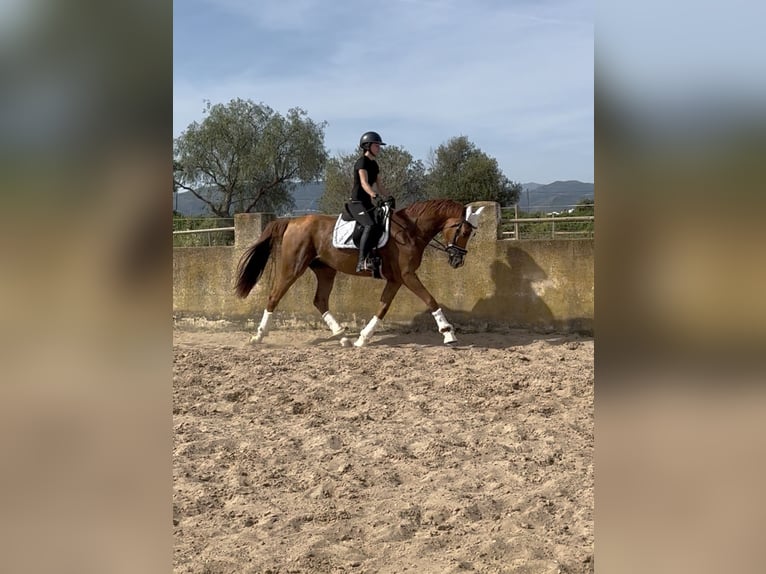 KWPN Mix Wałach 4 lat 166 cm Kasztanowata in Els Poblets
