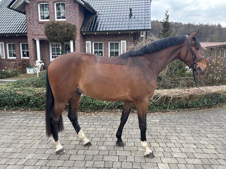 KWPN Wałach 4 lat 167 cm Gniada in Wächtersbach