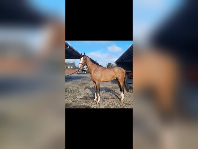 KWPN Wałach 4 lat 167 cm Gniada in Heijen