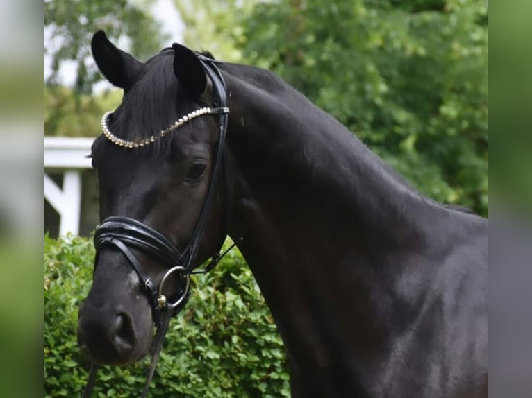 KWPN Wałach 4 lat 167 cm Kara in Neuss