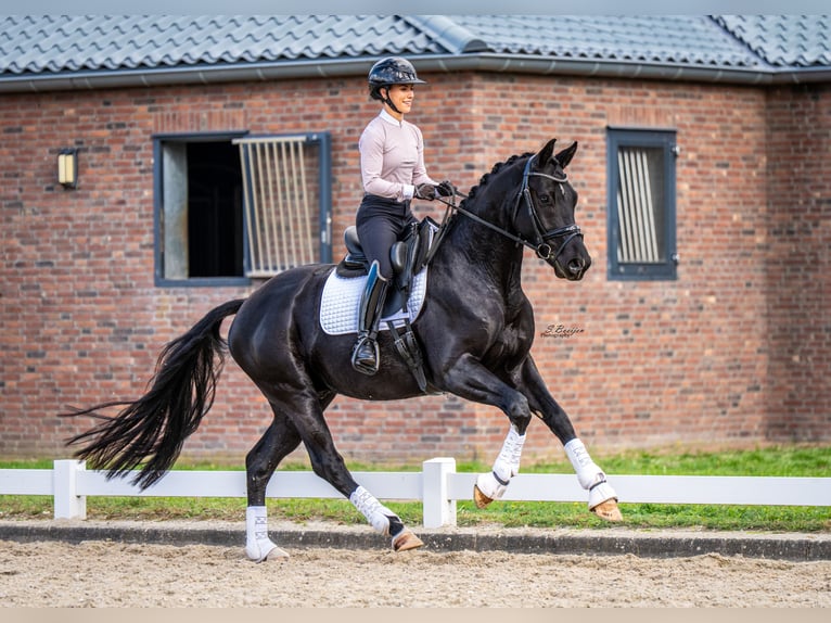 KWPN Wałach 4 lat 167 cm Kara in Sint-Oedenrode