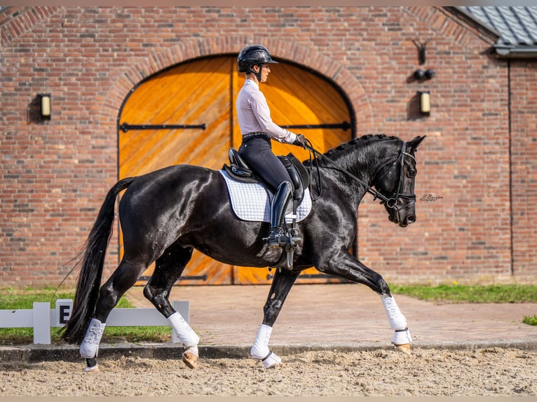 KWPN Wałach 4 lat 167 cm Kara in Sint-Oedenrode