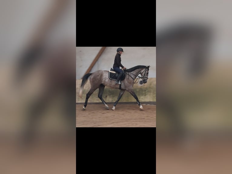 KWPN Wałach 4 lat 167 cm Siwa jabłkowita in Messel