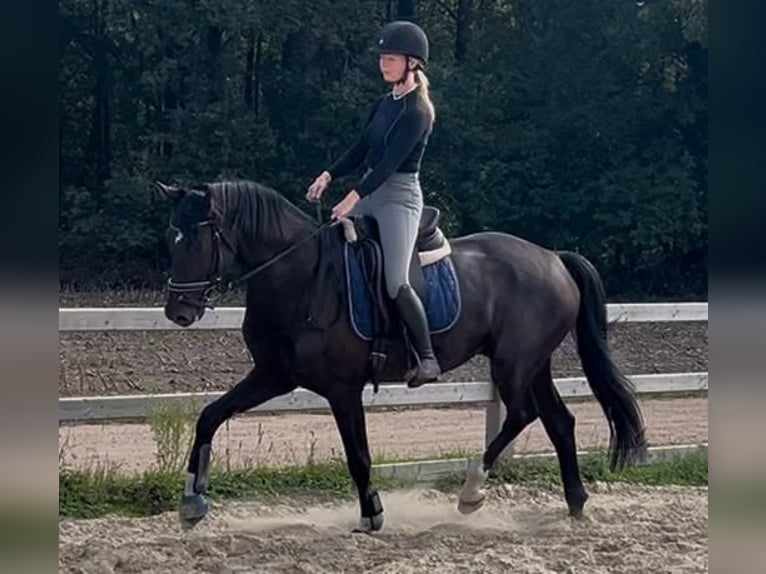 KWPN Wałach 4 lat 168 cm Kara in Lille