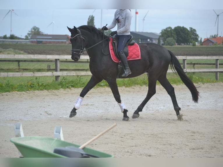 KWPN Wałach 4 lat 168 cm Skarogniada in Breda
