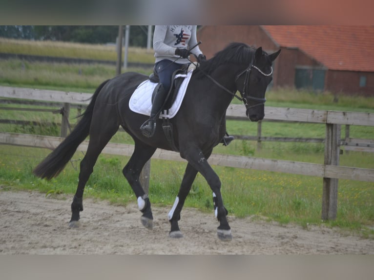 KWPN Wałach 4 lat 168 cm Skarogniada in Breda