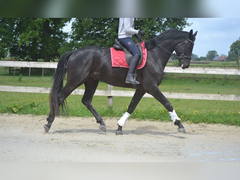 KWPN Wałach 4 lat 168 cm Skarogniada in Breda