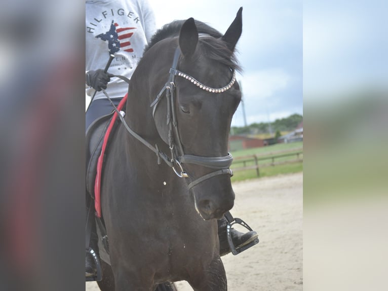 KWPN Wałach 4 lat 168 cm Skarogniada in Breda