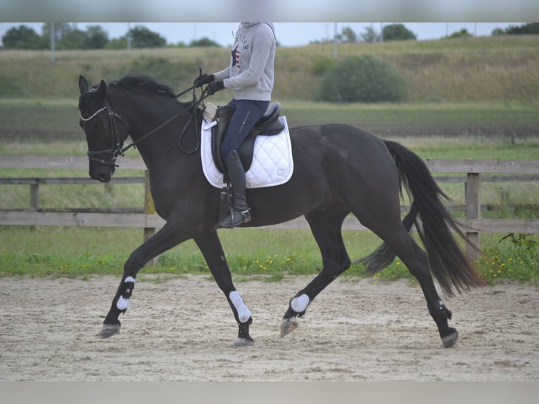 KWPN Wałach 4 lat 168 cm Skarogniada in Breda