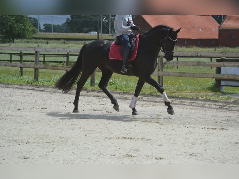 KWPN Wałach 4 lat 168 cm Skarogniada in Breda