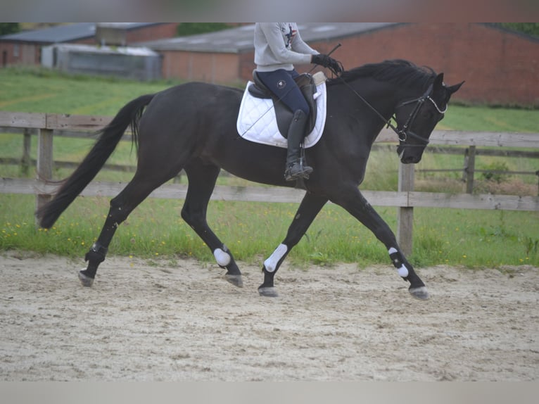 KWPN Wałach 4 lat 168 cm Skarogniada in Breda