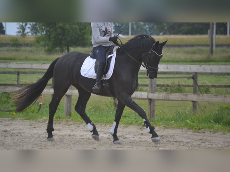 KWPN Wałach 4 lat 168 cm Skarogniada in Breda