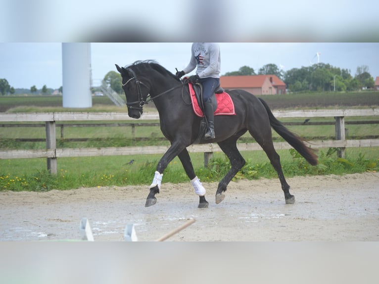 KWPN Wałach 4 lat 168 cm Skarogniada in Breda