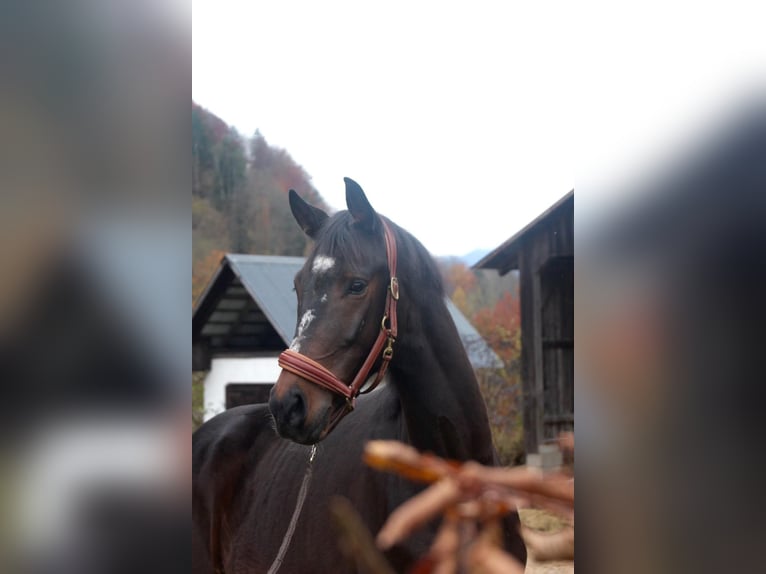 KWPN Wałach 4 lat 168 cm Skarogniada in Molln